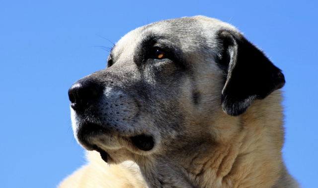 Rugged Dogs That May Not Look It But They’re Tough As Nails